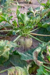 Mangelwurzel or mangold wurzel growing in agricultural field. Mangold, mangel beet, field beet, fodder beet or root of scarcity.