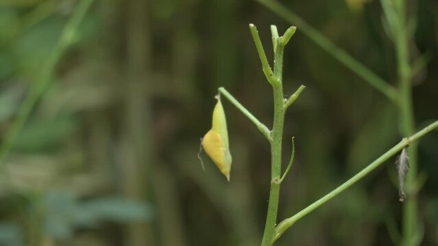 Time lapse video of a stem of Sickle Senna plant (Cassia Tora) and a hanging cocoon or pupa of a yellow grass butterfly