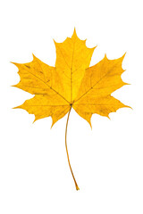 Autumn maple leaf in orange colors