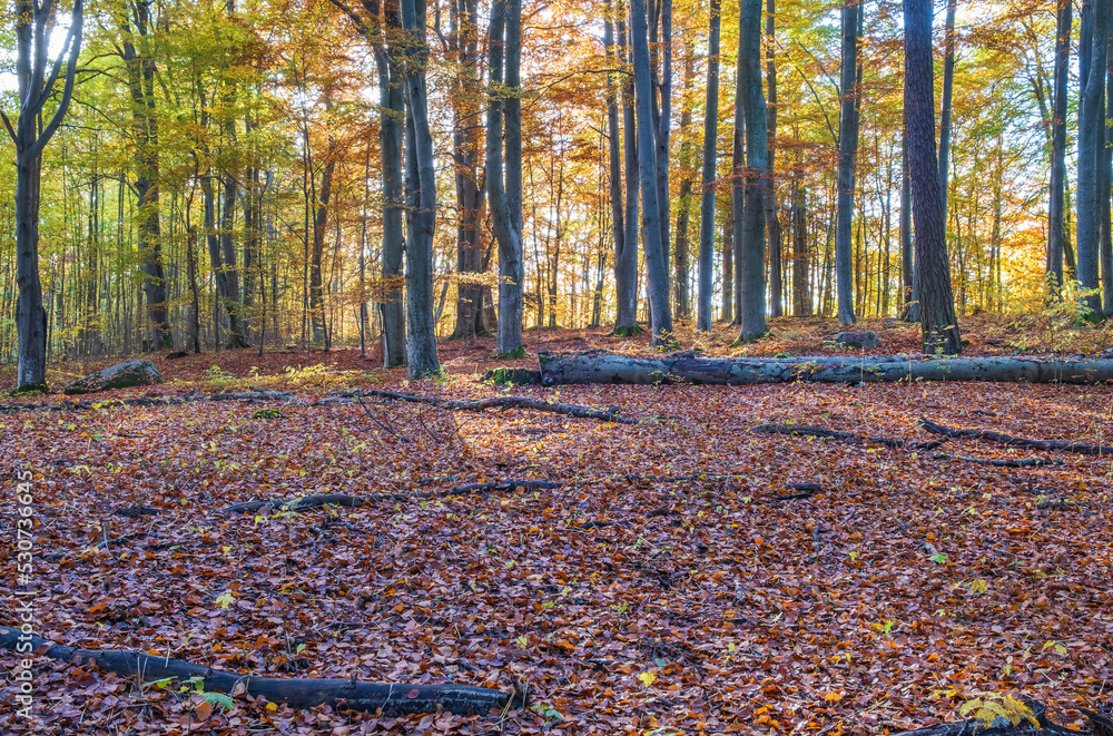 Poster Beech forest with fallen trees in autumn