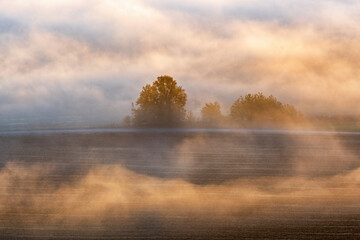 Road by a grove of trees in the morning mist