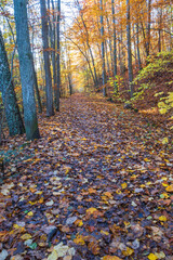 Woodland trail in a colorful autumn forest