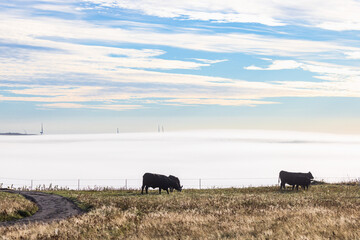 Fototapeta premium Meadow with cattles and mist in the background