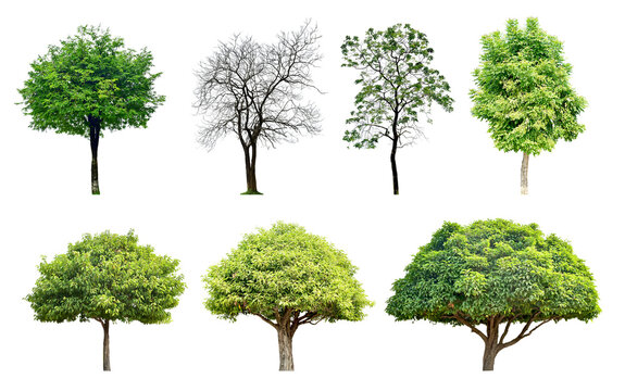 Fototapeta Collection Trees and bonsai green leaves and light yellow. total 7 trees