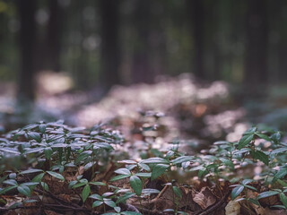 plant background of periwinkle leaves in the forest without flowers