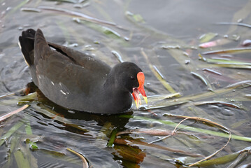 Dusky moorhen in a lake, amongst green reeds, with its bill open and tongue visible as it eats...