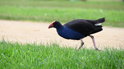 Purple swamphen, or pukeko, walking on grass alongside an unsealed path, the bird keeping its head low