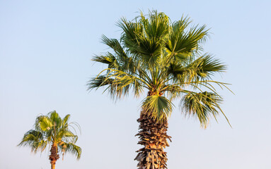 Fototapeta premium Palm trees against the blue sky.
