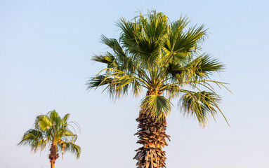 Palm trees against the blue sky.