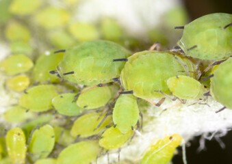 Small green aphids on a tree leaf.