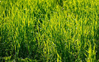 Fototapeta premium Lush green grass in nature