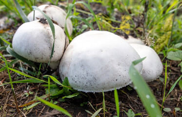 White champignon mushrooms grow in the park.
