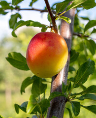 Ripe red plum on tree branches in summer.
