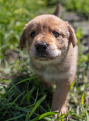 Portrait of a small puppy in the grass