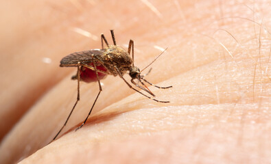 A mosquito drinks blood on human skin.
