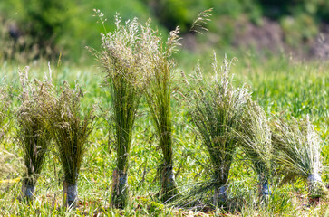 Green ears of corn on the grass in summer.