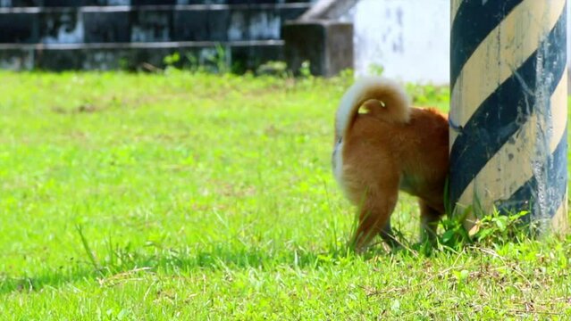 Shiba Inu urinates beside a telephone pole
