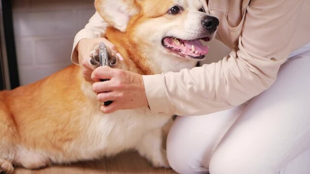 woman cuts dog's claws, brown corgi, cute. Pet care, love. Scissors, clipper, trim. portrait slow motion