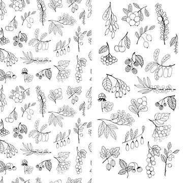 Set of wild and cultivated berries, black outline, hand drawn illustration and seamless pattern