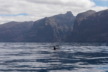 Scenic view on dorsal fin of bottlenose dolphins sticking out of water near cliff Los Gigantes,...