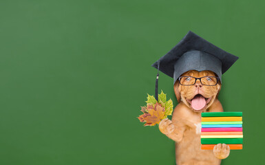Graduated dog wearing eyeglasses holds a dry leaves near green chalkboard. Back to school concept. Empty space for text