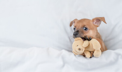 Playful Toy terrier puppy holds toy bear under white blanket on a bed at home. Top down view. Empty...