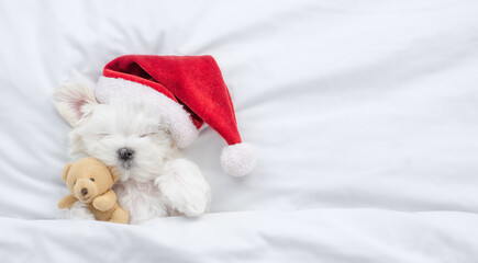 Cute Lapdog puppy wearing red santa hat sleeps and hugs toy bear under white blanket at home. Top...