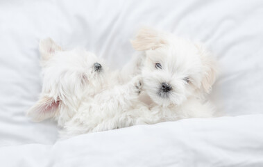 Two cute white Lapdog puppies sleep  together under warm blanket on a bed at home. Top down view