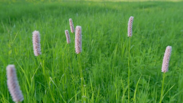 Bistorta officinalis, synonym persicaria bistorta, known as bistort, common bistort. Europe. Rack focus.