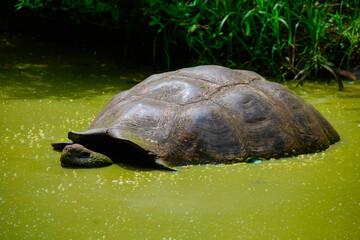 Fototapeta premium Galapagos Tortoise