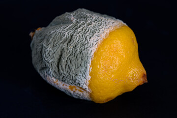 Citron moisi moldy lemon - obrazy, fototapety, plakaty