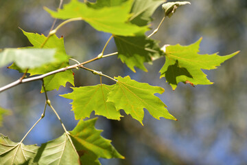 Maple tree leaves in the sun