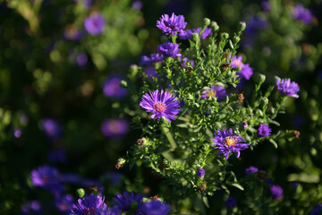 purple flowers in the garden
