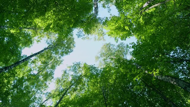 Looking up to the trees. Tops of the trees against blue sky. Beautiful colorful summer season. Rotation.