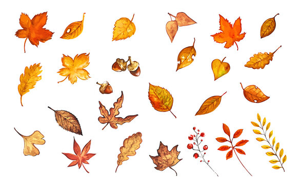 colorful autumn leaves illustration in watercolor taste as png