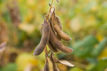 ripe soybean pods in Agricultural field background.