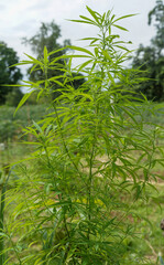 Old cannabis plant in the garden