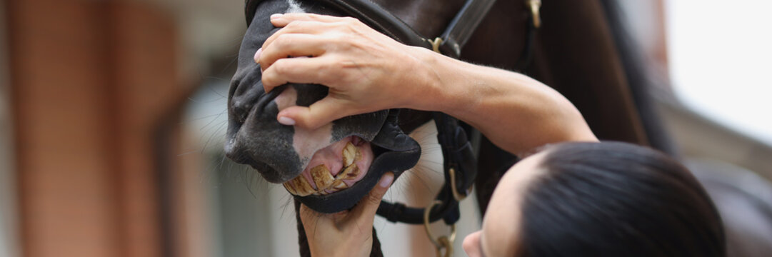 Veterinarian diagnoses horse teeth and jaw closeup