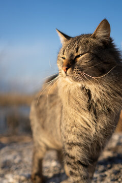 cute cat outdoors with frontal sunlight