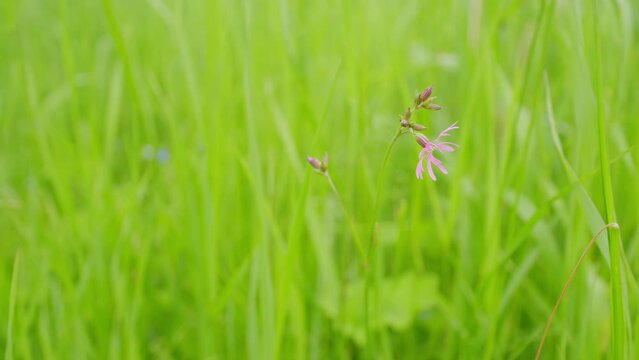 Flower in close up with a blurred background of leaves. Ragged robin in grassland. Static.