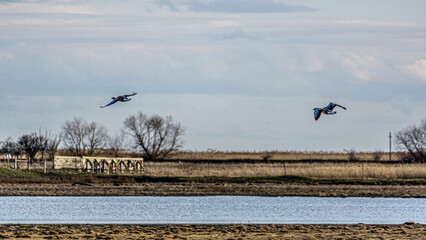 Obraz premium planes flying in the sky