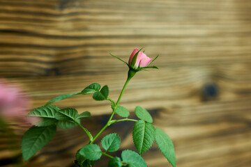Rosebud on a wooden background. Beautiful wallpaper.