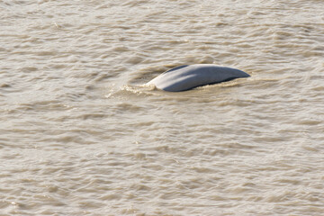 Beluga in Turnagain Arm