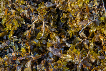 Seaweed that is pale green in color due to the hot sun on land
