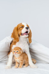 A King Charles Spaniel puppy covers a Scottish kitten under a blanket. Cute puppy and kitten at home