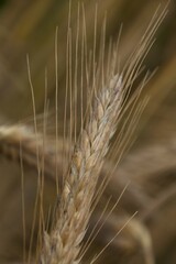 ears of wheat on a field