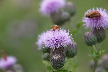 bee on a flower