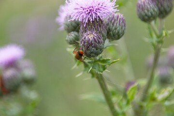 bee on a flower