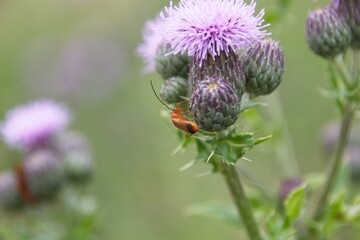 bee on a flower