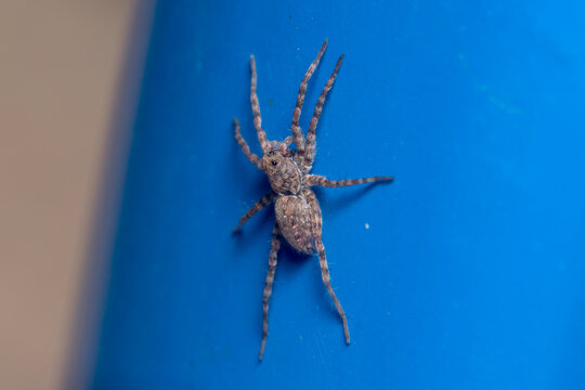 Pardosa sp. wolf spider posed on a metal fence on a sunny day